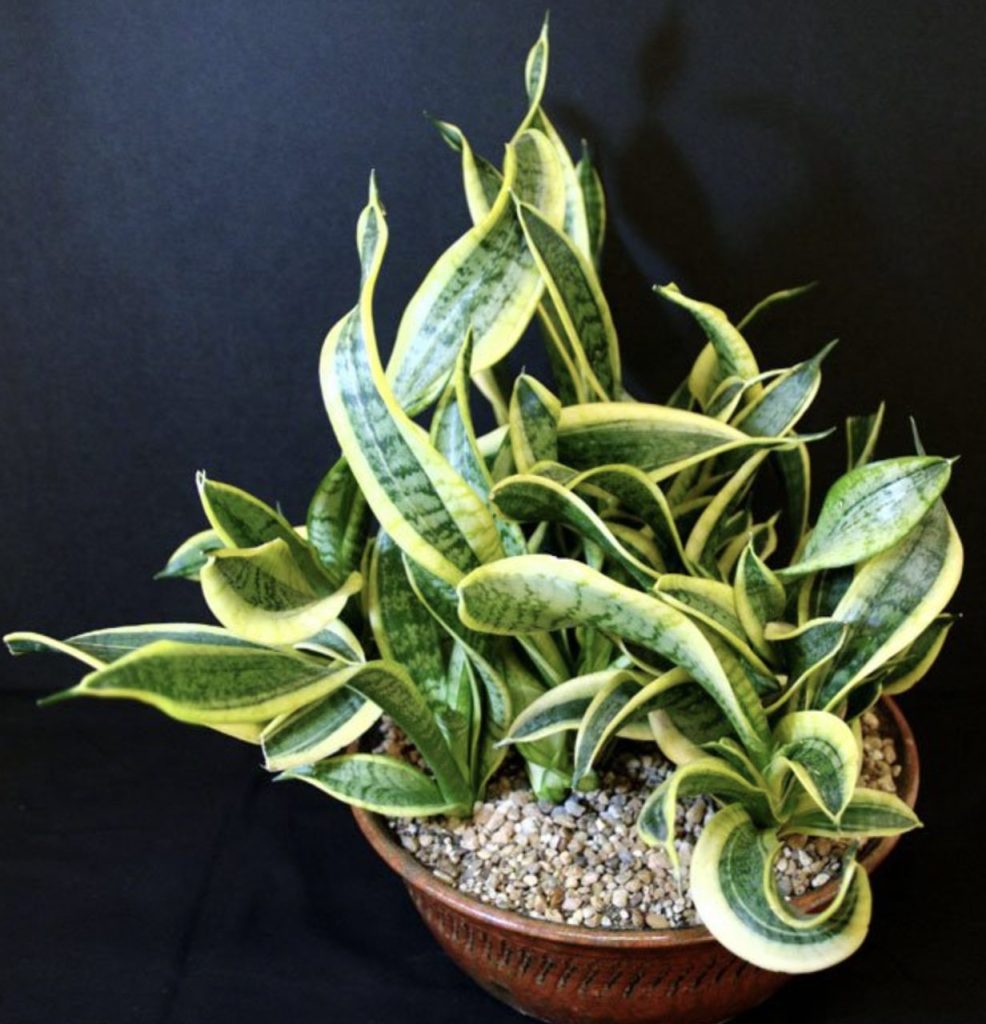Dracaena trifasciata 'Twisted Sister'  planta serpiente